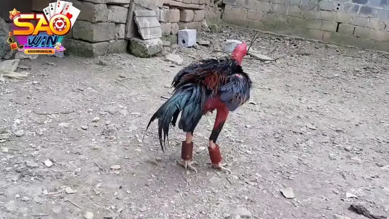 Phụ kiện gà chọi tạ tập chân