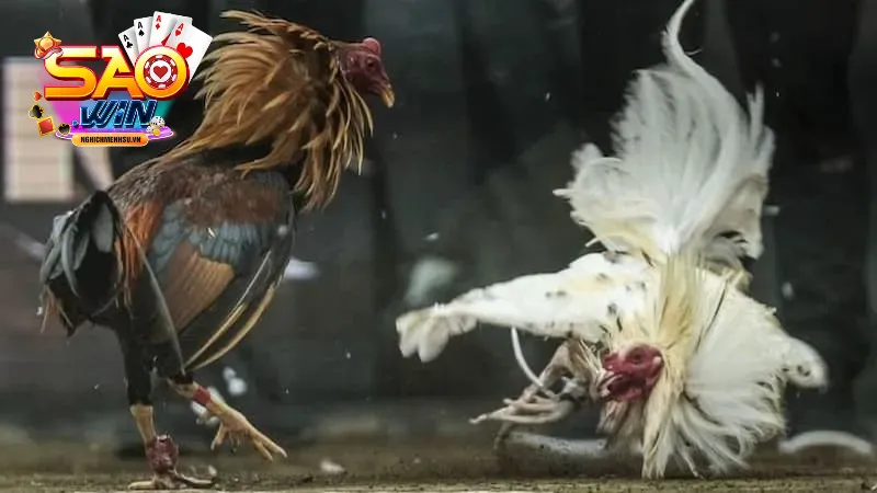 sách gà chọi lợi ích tại sao